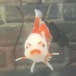 Meet your Posher, Jesse